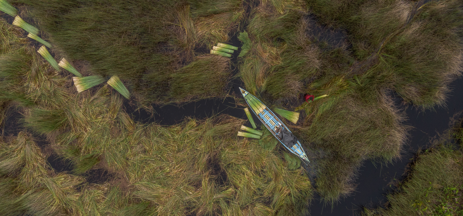Aerial view of people collecting purun, a grass that grows on the tropical peatlands of Indonesia, in the Pedamaran peat bogs. The process involves cutting the purun reeds and then grouping them together and loading them into the boat to return to land. (Credit: Luján Agusti for National Geographic)